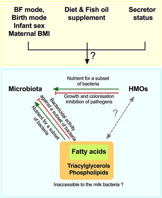 Integrated Analysis of Human Milk Microbiota With Oligosaccharides and Fatty Acids in the <mark class="highlighted">CHILD Cohort</mark>